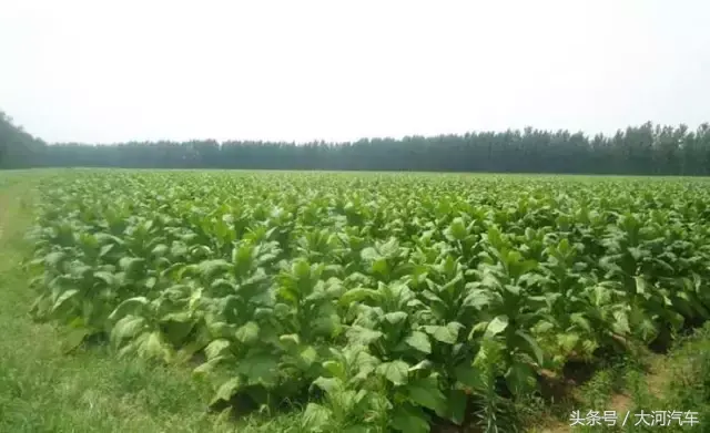 豫N是哪里的车牌号，豫n是哪里的车牌号牌号（河南18市的车牌号,原来还藏着这些秘密）