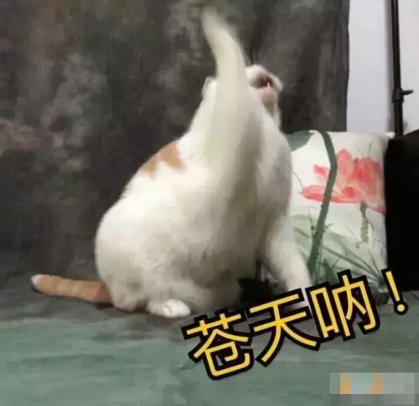 海口到杭州(杭州到海口怎么去方便)