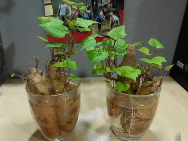 芋头做盆景(旱芋头和水芋头的图片)-娱宸网