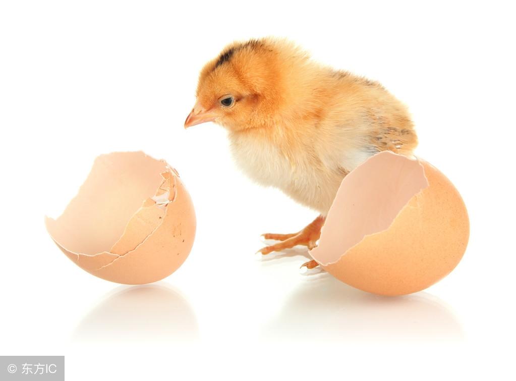 wtkjdtxj感染案例（雏鸡过热的五个特征）