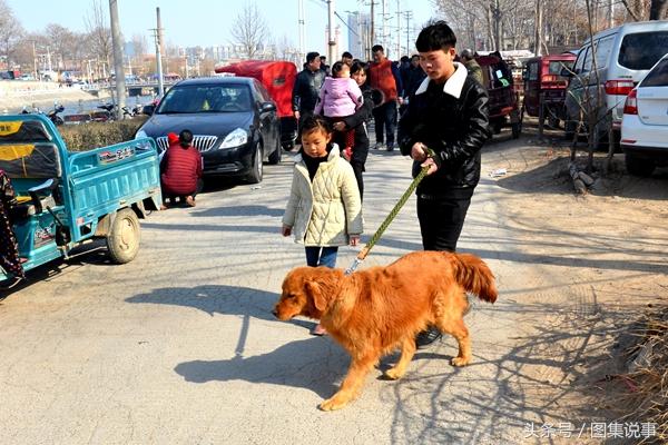 狼青狗多少钱一只图片（狗狗市场价格指南）