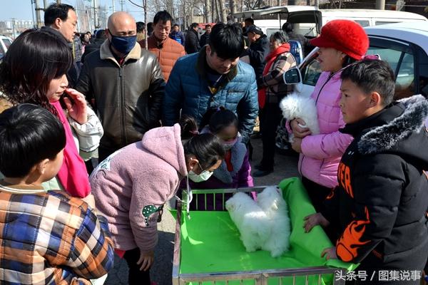 狼青狗多少钱一只图片（狗狗市场价格指南）