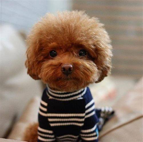 公泰迪狗顺口好听名字(棕色母泰迪好听顺口名字) - 珍缘易学