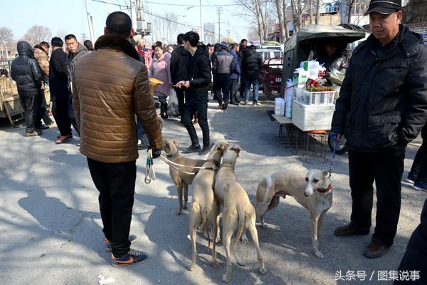 狼青狗多少钱一只图片（狗狗市场价格指南）