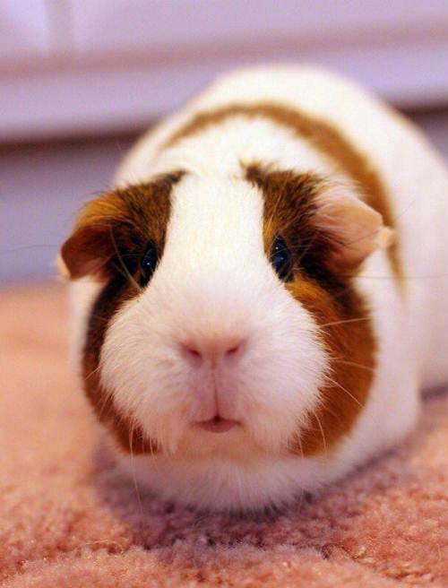 《豚鼠特工队》