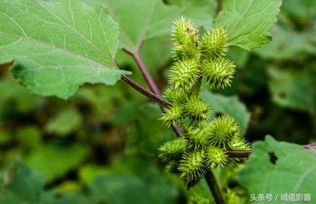 的功效与作用治痔疮,贵州黔东南农村田间地头常见的一些中草药及功效