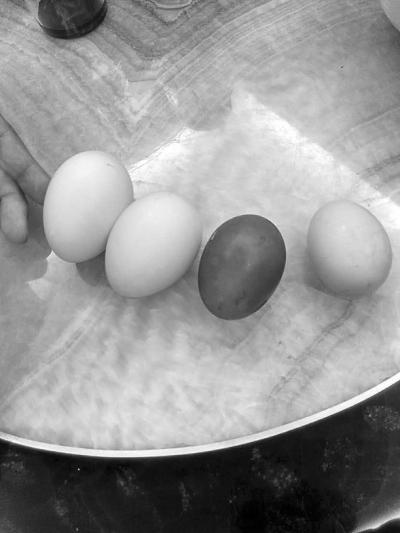 绿皮鸡蛋是什么品种鸡，绿壳鸡蛋好还是白壳好（南安一村民家中母鸡产下两枚绿皮蛋）