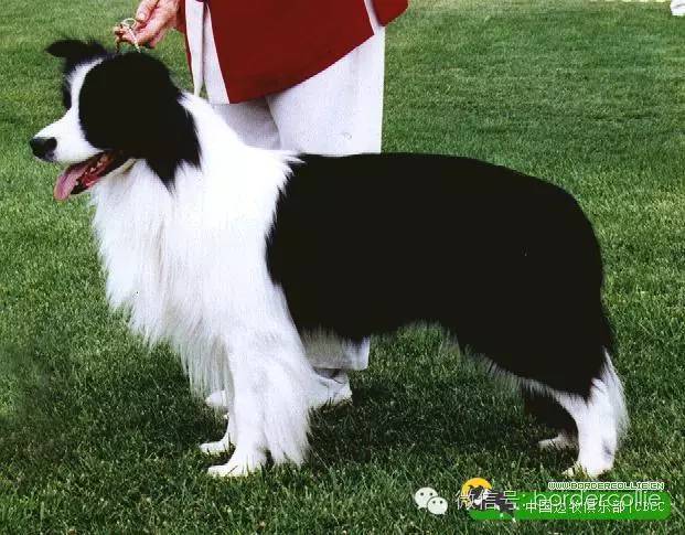 边牧犬七白三通是什么意思，边境牧羊犬的七白三通是什么意思（真的只有七白三通才符合大众审美）