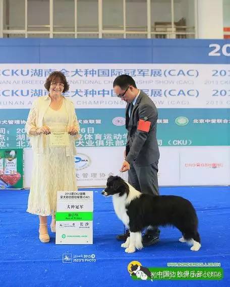 边牧犬七白三通是什么意思，边境牧羊犬的七白三通是什么意思（真的只有七白三通才符合大众审美）