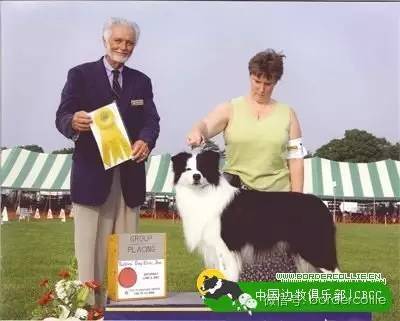 边牧犬七白三通是什么意思，边境牧羊犬的七白三通是什么意思（真的只有七白三通才符合大众审美）