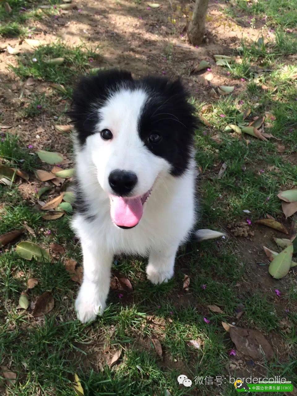 边牧犬七白三通是什么意思，边境牧羊犬的七白三通是什么意思（真的只有七白三通才符合大众审美）