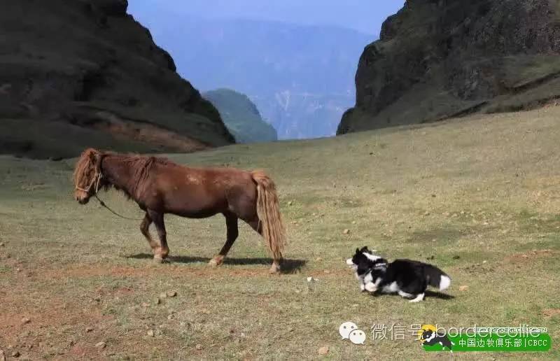 边牧犬七白三通是什么意思，边境牧羊犬的七白三通是什么意思（真的只有七白三通才符合大众审美）