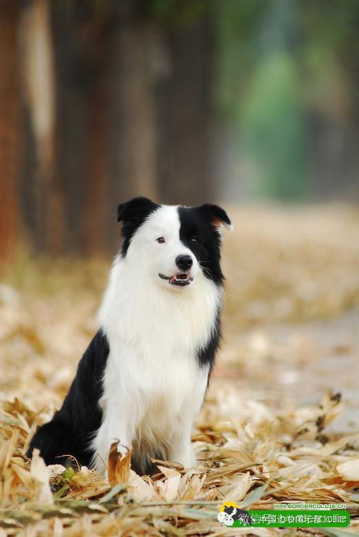 邊牧犬七白三通是什麼意思,邊境牧羊犬的七白三通是什麼意思(真的只有