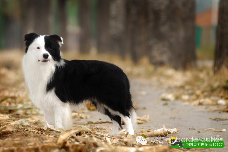 边牧犬七白三通是什么意思，边境牧羊犬的七白三通是什么意思（真的只有七白三通才符合大众审美）