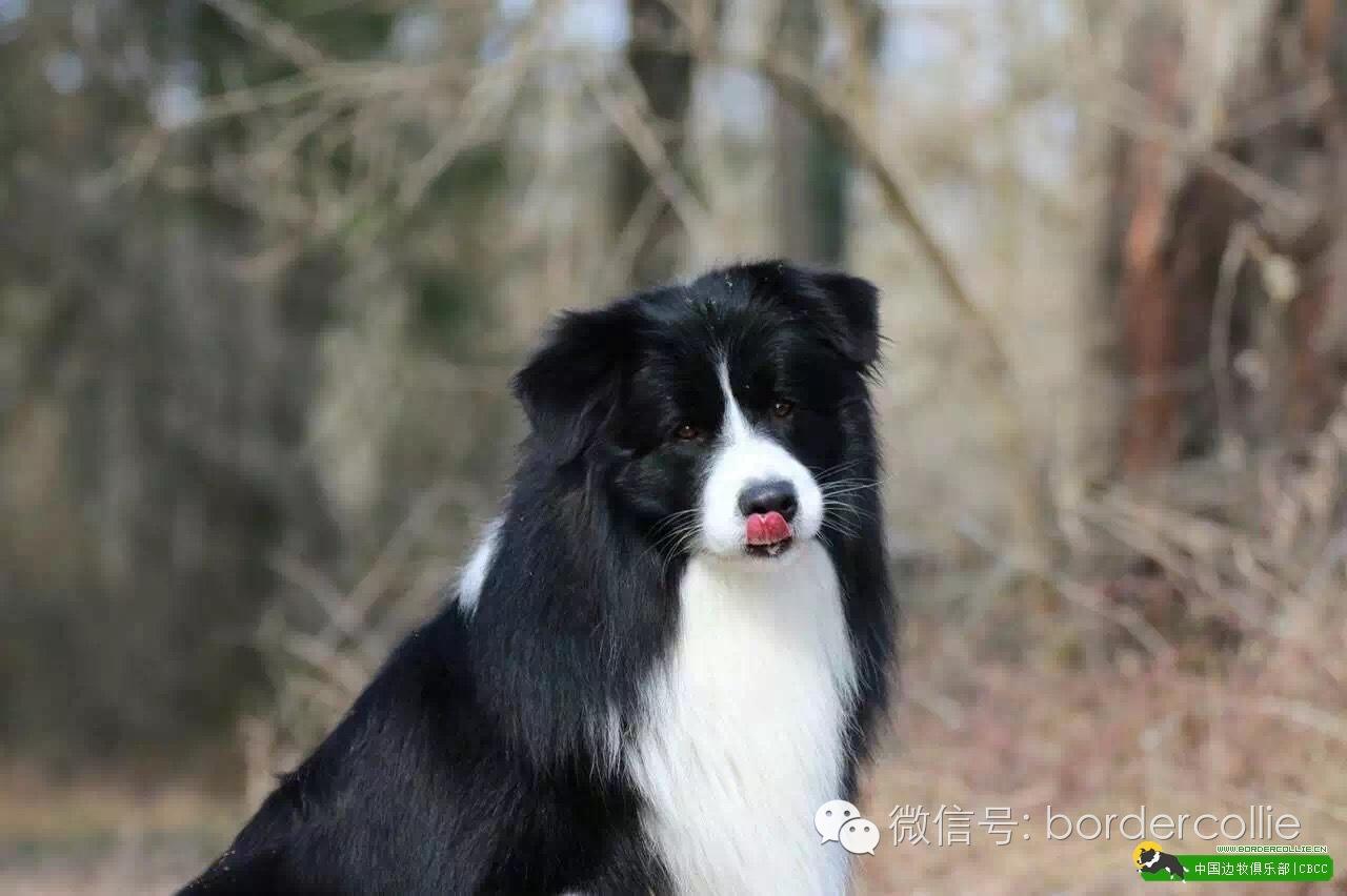 边牧犬七白三通是什么意思，边境牧羊犬的七白三通是什么意思（真的只有七白三通才符合大众审美）