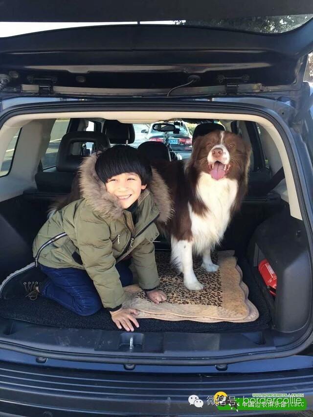 边牧犬七白三通是什么意思，边境牧羊犬的七白三通是什么意思（真的只有七白三通才符合大众审美）