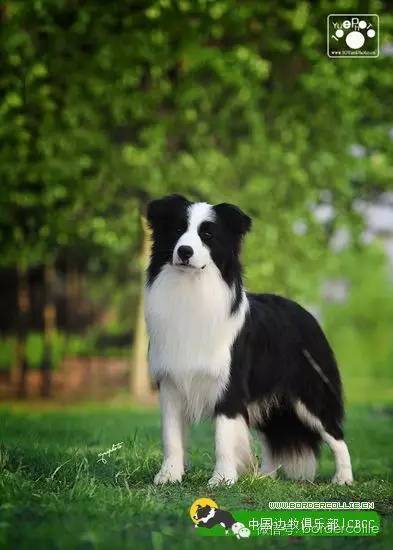 边牧犬七白三通是什么意思，边境牧羊犬的七白三通是什么意思（真的只有七白三通才符合大众审美）