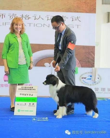边牧犬七白三通是什么意思，边境牧羊犬的七白三通是什么意思（真的只有七白三通才符合大众审美）