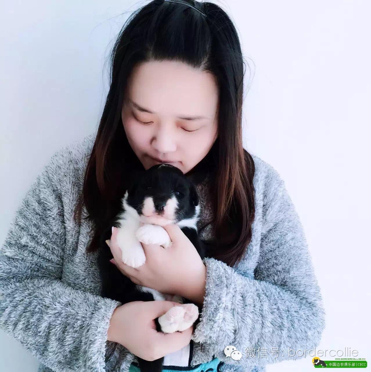 边牧犬七白三通是什么意思，边境牧羊犬的七白三通是什么意思（真的只有七白三通才符合大众审美）