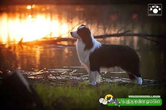 边牧犬七白三通是什么意思，边境牧羊犬的七白三通是什么意思（真的只有七白三通才符合大众审美）