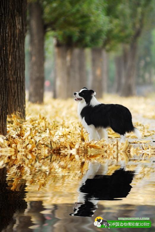 边牧犬七白三通是什么意思，边境牧羊犬的七白三通是什么意思（真的只有七白三通才符合大众审美）