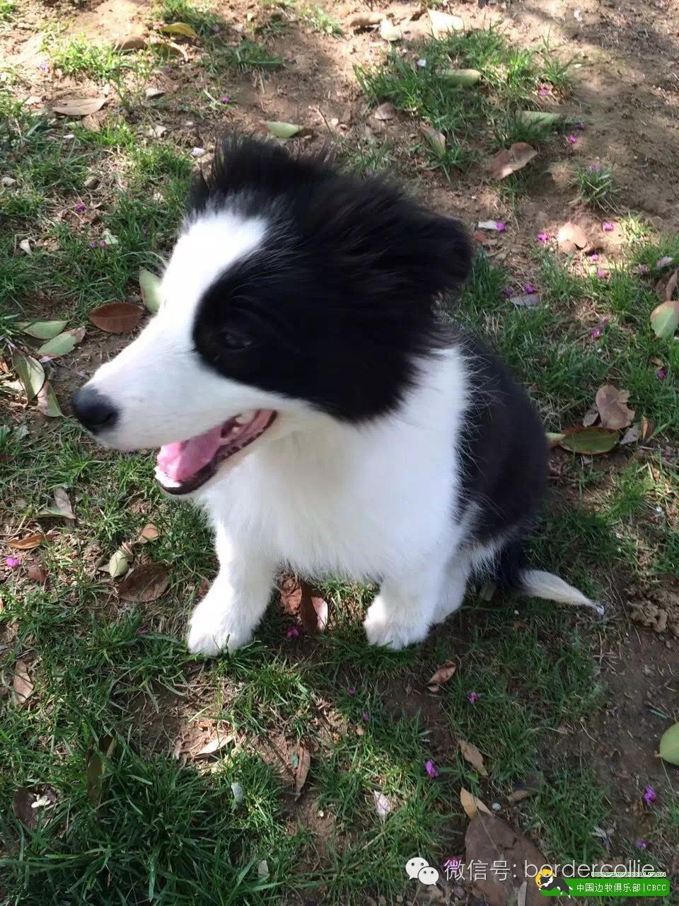 边牧犬七白三通是什么意思，边境牧羊犬的七白三通是什么意思（真的只有七白三通才符合大众审美）