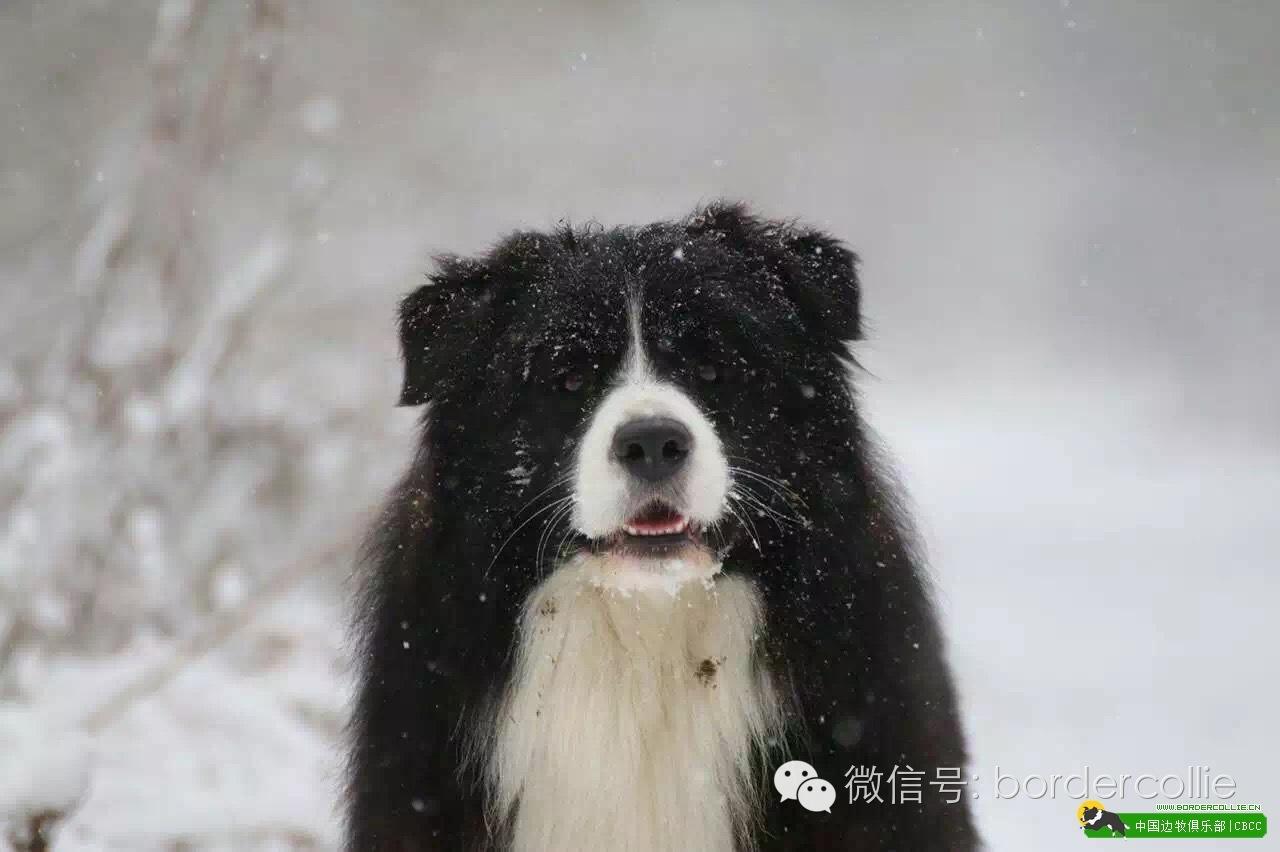 边牧犬七白三通是什么意思，边境牧羊犬的七白三通是什么意思（真的只有七白三通才符合大众审美）