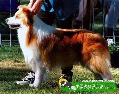 边牧犬七白三通是什么意思，边境牧羊犬的七白三通是什么意思（真的只有七白三通才符合大众审美）