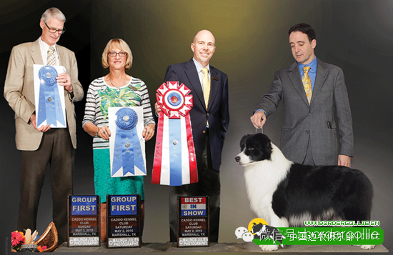 边牧犬七白三通是什么意思，边境牧羊犬的七白三通是什么意思（真的只有七白三通才符合大众审美）