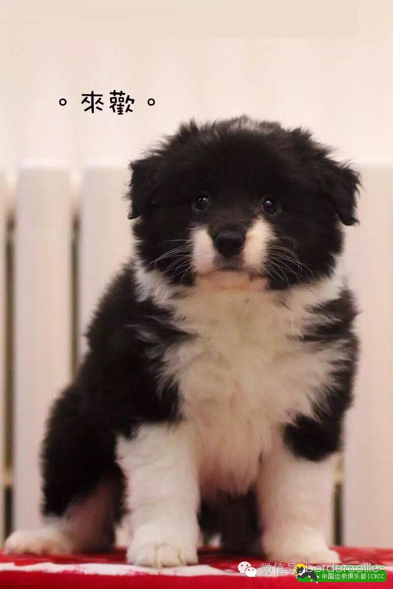 边牧犬七白三通是什么意思，边境牧羊犬的七白三通是什么意思（真的只有七白三通才符合大众审美）