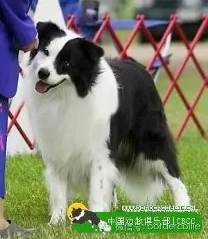 边牧犬七白三通是什么意思，边境牧羊犬的七白三通是什么意思（真的只有七白三通才符合大众审美）