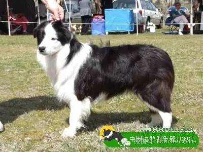 边牧犬七白三通是什么意思，边境牧羊犬的七白三通是什么意思（真的只有七白三通才符合大众审美）