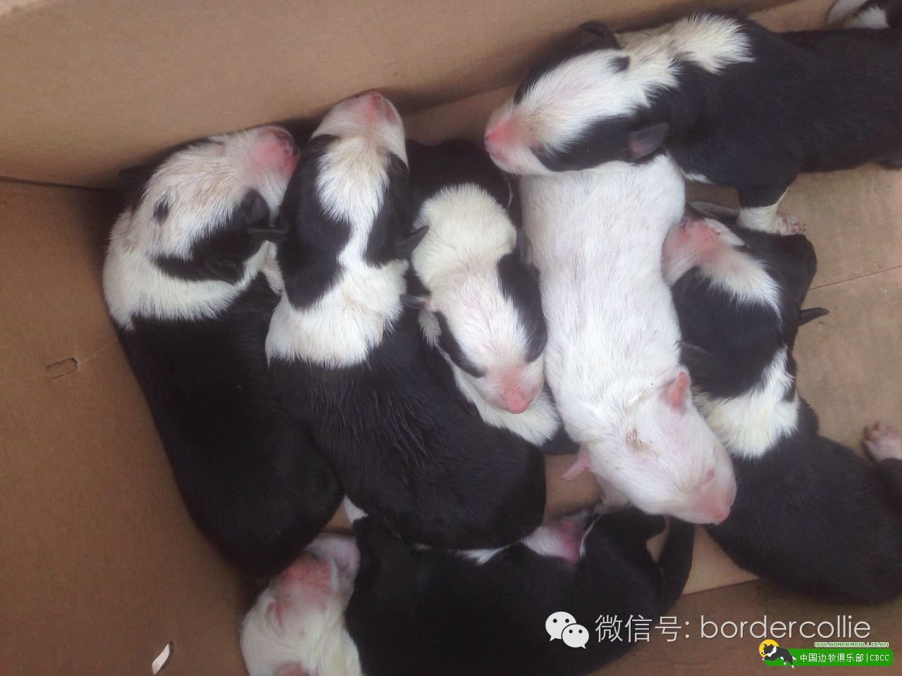 边牧犬七白三通是什么意思，边境牧羊犬的七白三通是什么意思（真的只有七白三通才符合大众审美）