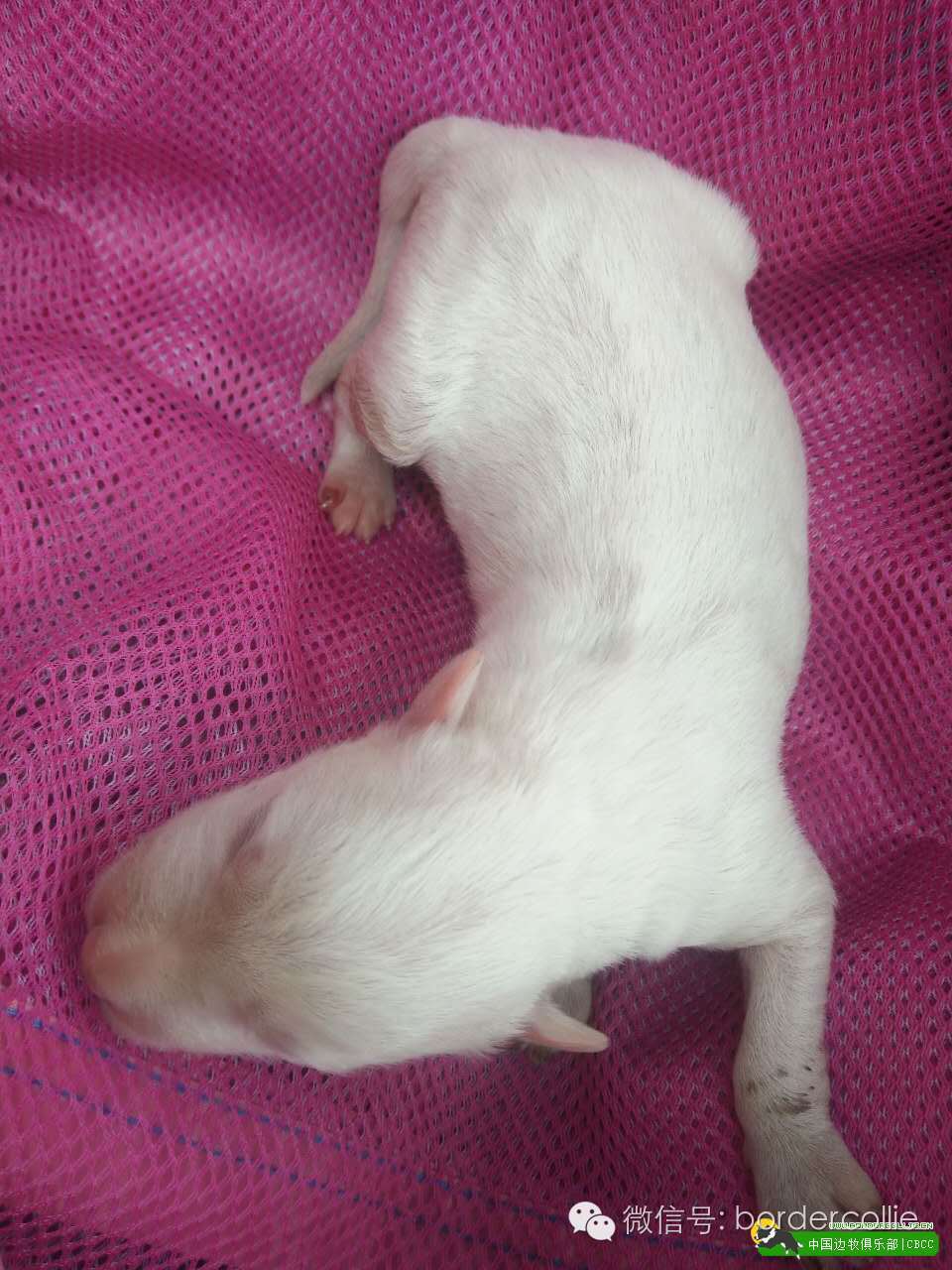 边牧犬七白三通是什么意思，边境牧羊犬的七白三通是什么意思（真的只有七白三通才符合大众审美）