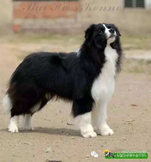 边牧犬七白三通是什么意思，边境牧羊犬的七白三通是什么意思（真的只有七白三通才符合大众审美）