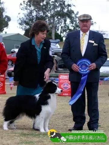 边牧犬七白三通是什么意思，边境牧羊犬的七白三通是什么意思（真的只有七白三通才符合大众审美）