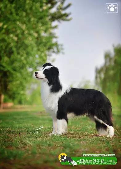 边牧犬七白三通是什么意思，边境牧羊犬的七白三通是什么意思（真的只有七白三通才符合大众审美）
