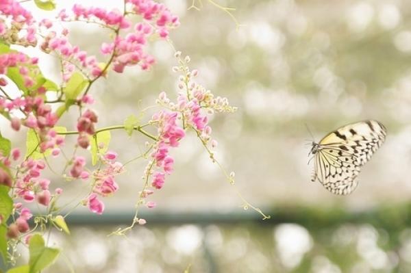 带来了野桃花风水及怎么化解，破坏桃花的风水（五招教你如何寻找到真命桃花）