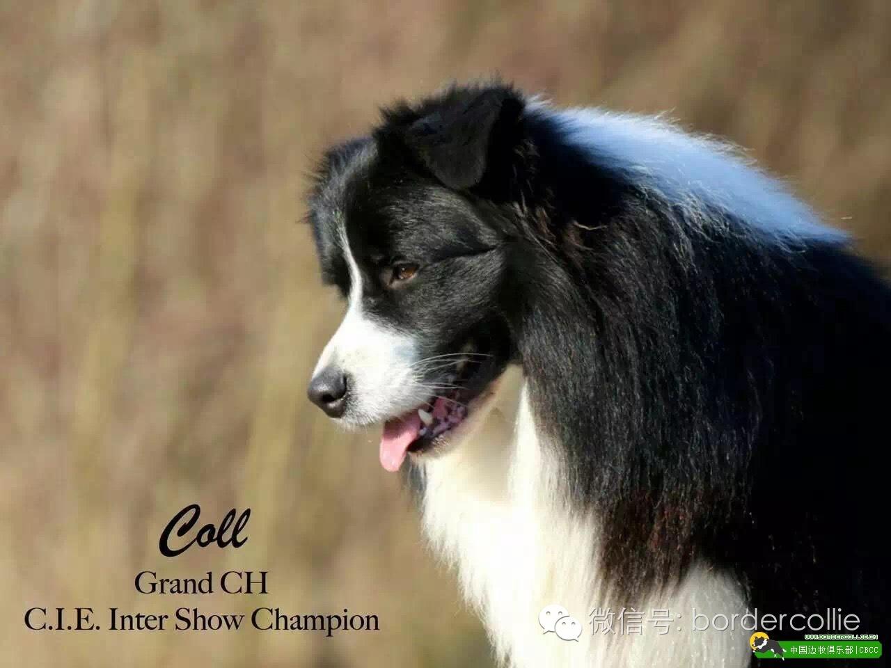 边牧犬七白三通是什么意思，边境牧羊犬的七白三通是什么意思（真的只有七白三通才符合大众审美）