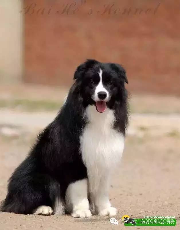 边牧犬七白三通是什么意思，边境牧羊犬的七白三通是什么意思（真的只有七白三通才符合大众审美）