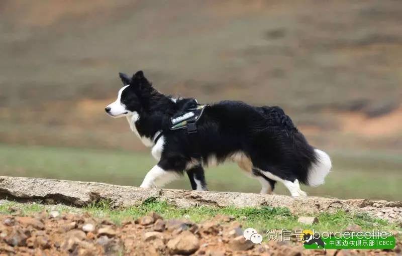 边牧犬七白三通是什么意思，边境牧羊犬的七白三通是什么意思（真的只有七白三通才符合大众审美）