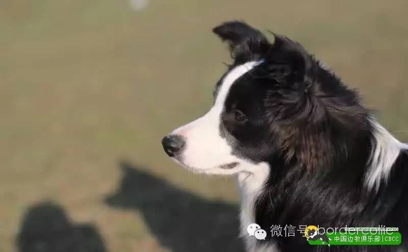 边牧犬七白三通是什么意思，边境牧羊犬的七白三通是什么意思（真的只有七白三通才符合大众审美）