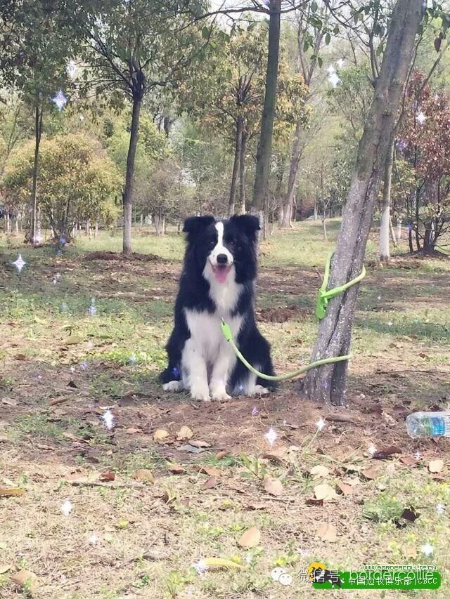 边牧犬七白三通是什么意思，边境牧羊犬的七白三通是什么意思（真的只有七白三通才符合大众审美）