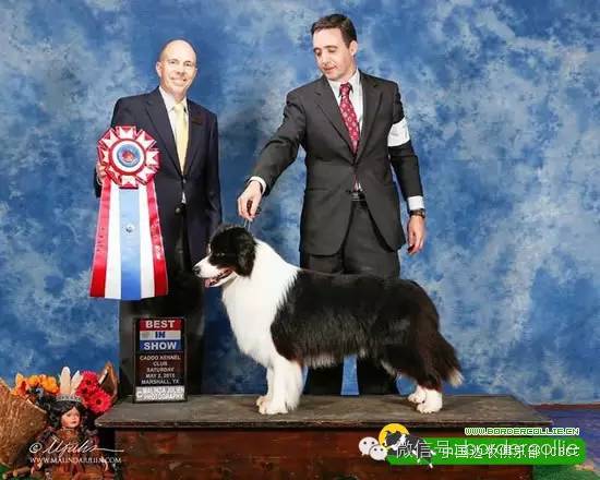 边牧犬七白三通是什么意思，边境牧羊犬的七白三通是什么意思（真的只有七白三通才符合大众审美）