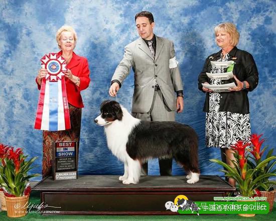 边牧犬七白三通是什么意思，边境牧羊犬的七白三通是什么意思（真的只有七白三通才符合大众审美）