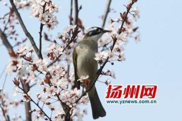 白羽毛红嘴鸟是什么鸟，红嘴巴白羽毛的鸟是什么鸟（大多分布在长江以南）