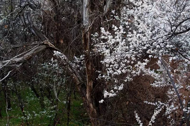 伊朗摄影旅游团为您带来伊朗摄影旅游攻略，伊朗旅游胜地（作品展示丨第115期：夏岐泓）