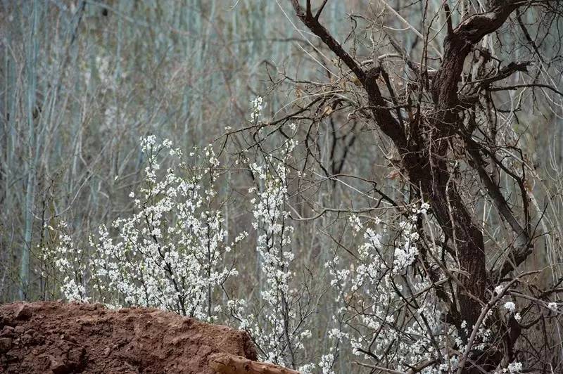 伊朗摄影旅游团为您带来伊朗摄影旅游攻略，伊朗旅游胜地（作品展示丨第115期：夏岐泓）