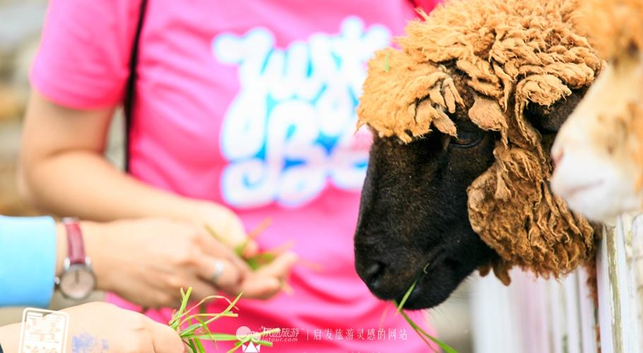 清境农场攻略，清境农场一日游攻略（从青青草原到小瑞士花园）