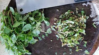 炒马齿苋怎么做，炒马齿苋做法（马齿苋炒鸡蛋）